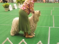 Komondor1