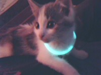 Rave Kitty