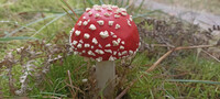 Fliegenpilz / Amanita Muscaria 3