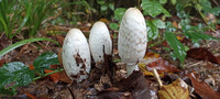 Schopf-Tintling / Coprinus Comatus