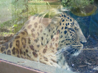 Amur Leopard Twycoss Zoo 2