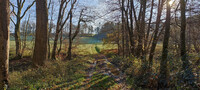 Sunny Autumn Forest Vibes 2