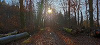 Sunny Autumn Forest Vibes 3
