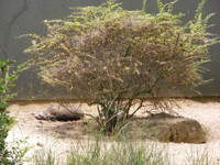 Bat Eared Fox 2