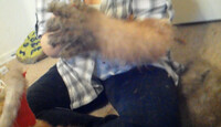 griddy paws finished