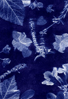 cyanotype 1