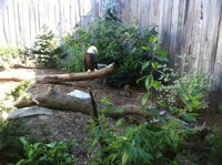 Bald Eagle with a Squirrle: Make Your Own Caption