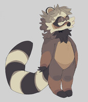 raccoon adopt
