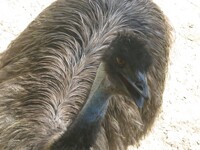 Emuuuu-1