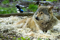 You must be that dreaded early bird