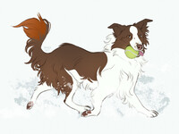 - Pet-comm | Juno | -