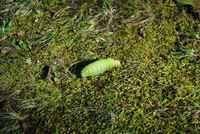 Polyphemus Moth Caterpillar