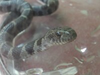 Close-up of a Young Water Snake