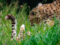 Playing in the grass