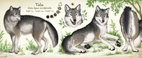 Tala Reference (feral) 1