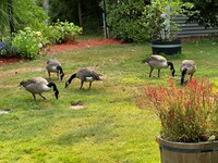 The Canadians Have Invaded (pt 1)