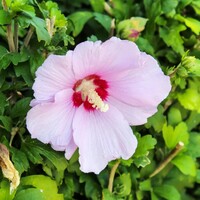 hibiscus syriacus