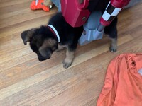 Klaw vs Puppy ork version