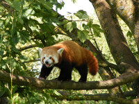 Cotswold Red Panda First Floor