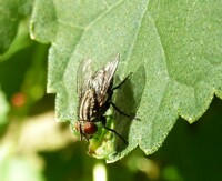 Insect Photography 54 (fly)