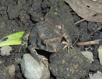Animal Photography 9 (garden toad)