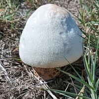 Large specimen of Volvariella Bombycina