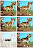 Cheetah adopt