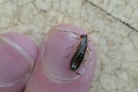 Earwig on my finger