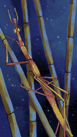26 - Eoproscopia