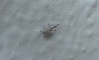 Straight-Snouted Weevil Rhopalapion longirostre