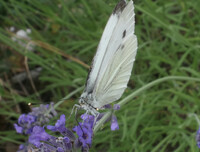So large and white