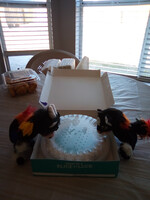Cave Plushies trying out the MTN Dew Baja Blast Pie