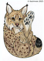 Eurasian Lynx