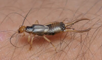 European Earwig Forficula Auricularia
