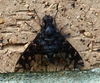 Insect Photography 62 (Xenox tigrinus)