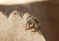 Insect / Arachnid Photography 66 (Jumping spider)