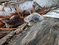 Turkey tail on birch