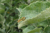 Long Hoverfly aka Sphaerophoria Scripta