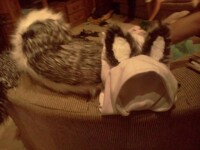 Husky Tail and Hoody Commission