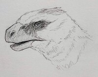 I tried drawing a utahraptor :3