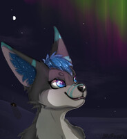 Willow the fennec looking up at the northern lights
