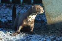 Otter in the snow