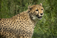 Cheetah 2