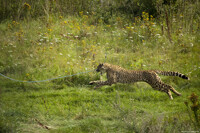 Cheetah - It's mine.