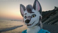 Sea Wolf