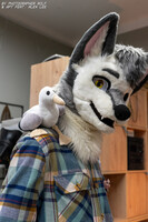 Wolf and seagull