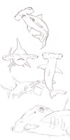 [STUDY] Hammerhead shark