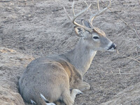 Tangle Buck, Jan 15/26