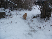 Orange in the Snow