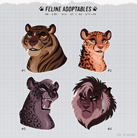 Feline Adopts: CLOSED